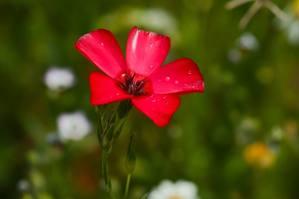 Доброе утро - Юрий. Шмаков