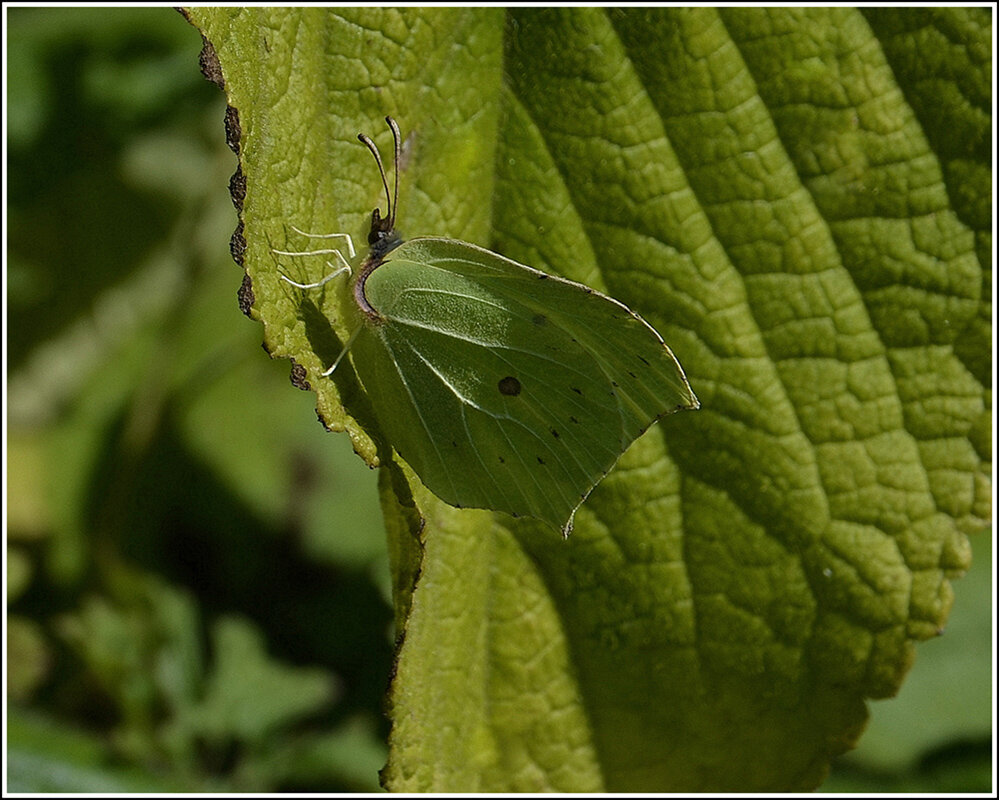 Как прекрасен этот Мир... - Aleksandr Gal