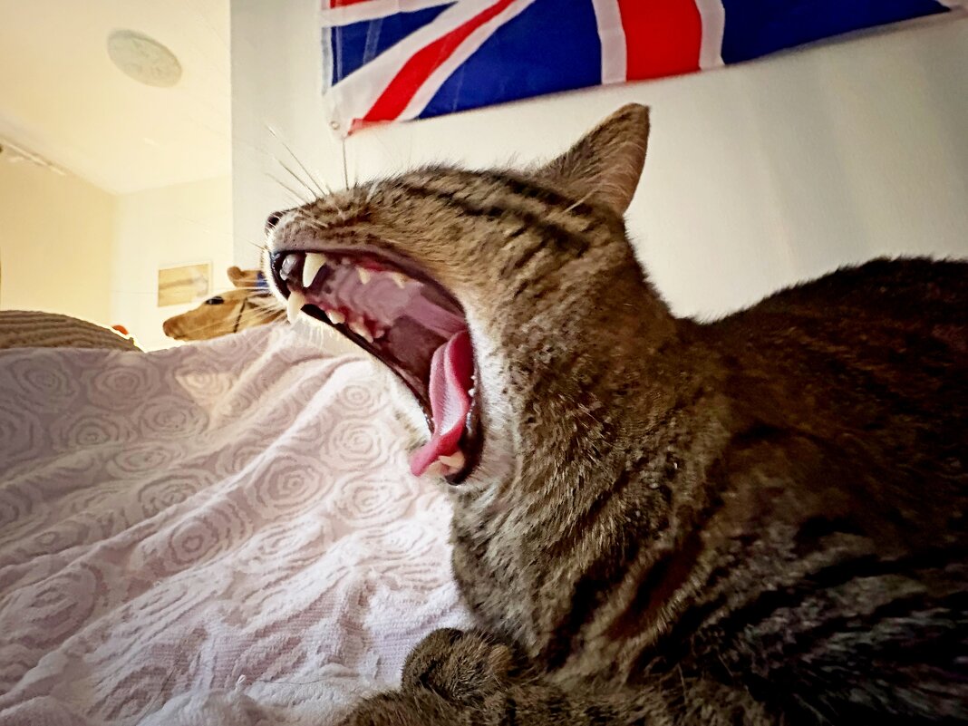 Английский пациент... - Vladimir Semenchukov