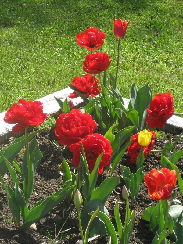 Махровые тюльпаны - Дмитрий Никитин