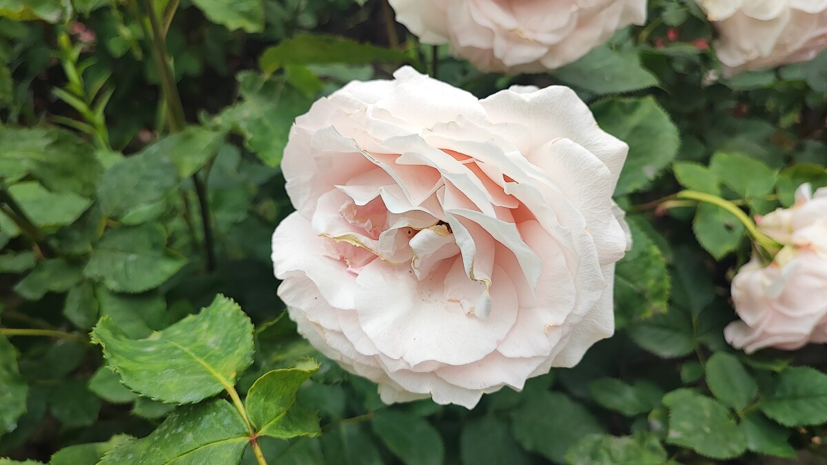 ,,, - Сергей Тимоновский