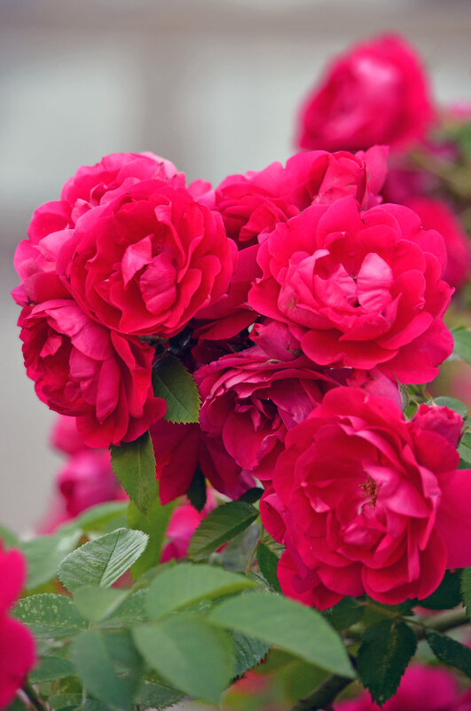 цвет настроения - лето - Сергей М 