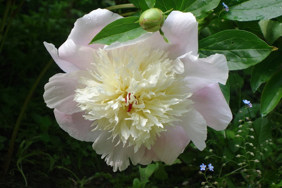 Пион - Рита Симонова