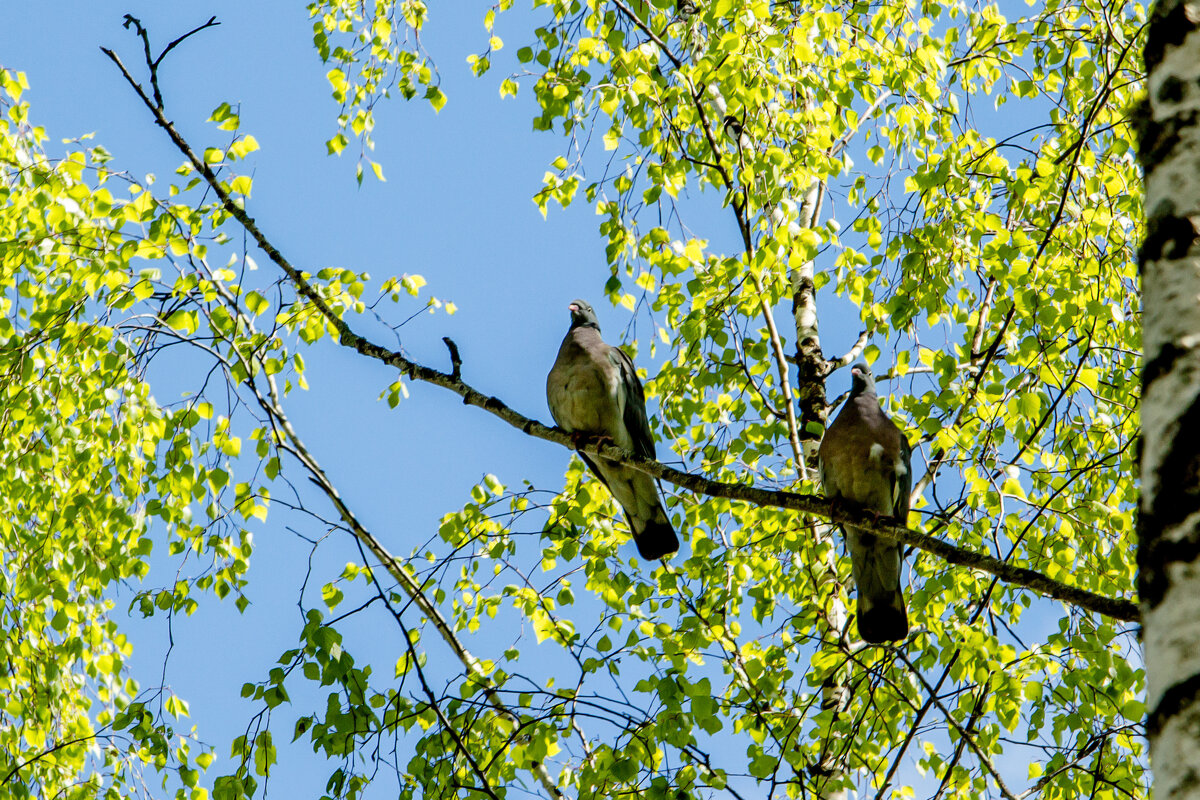 Парочка. - Татьяна Семенова