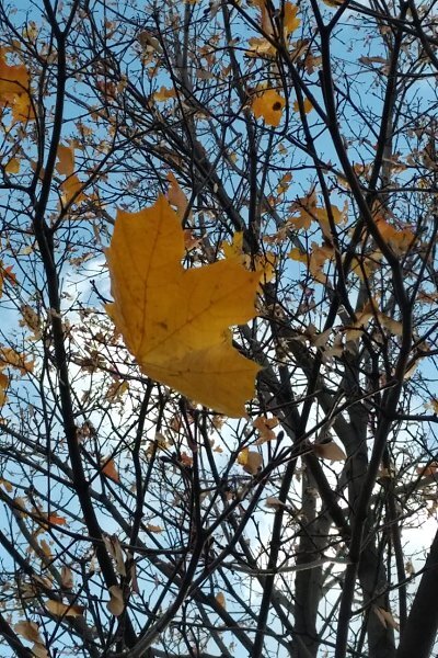 Осень - Натали 