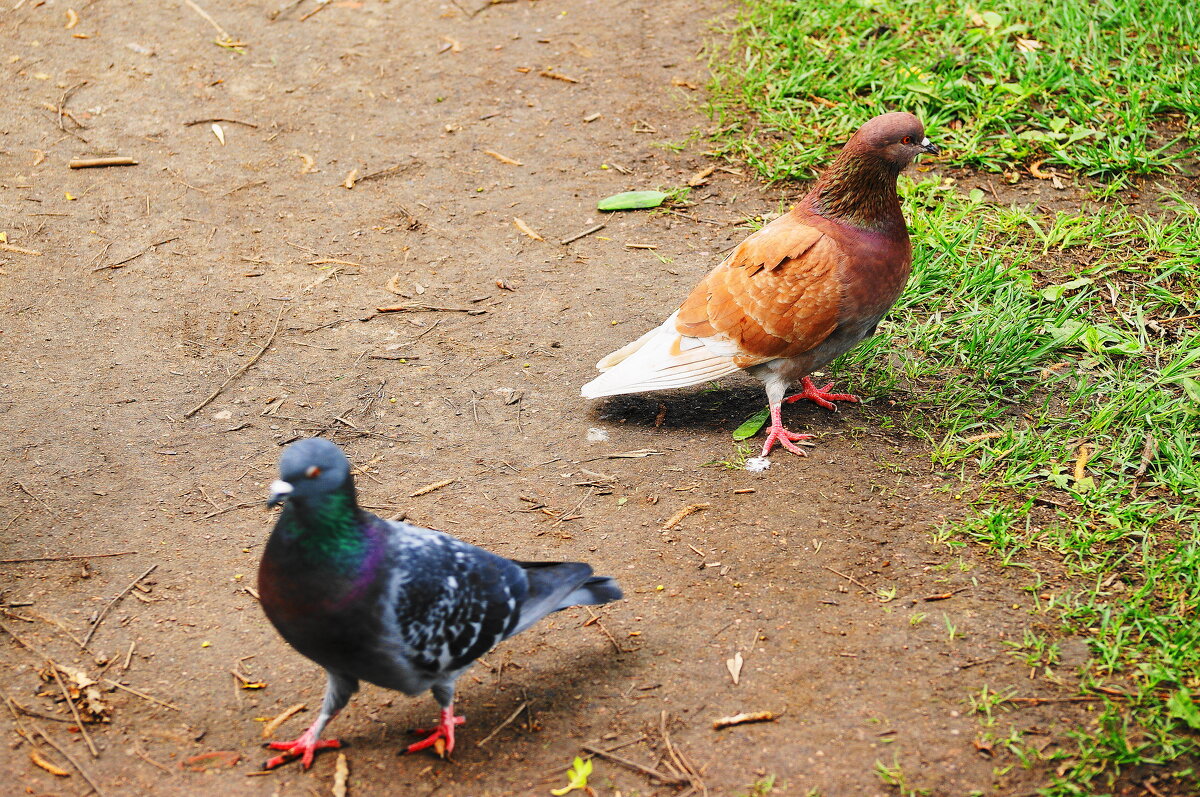 РАЗМОЛВКА - Виктор Никитенко