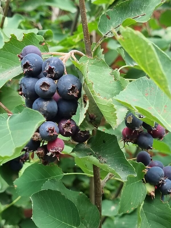 Ирга созрела - Наталья 