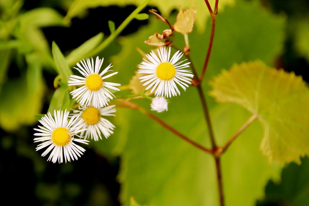 Почти ромашки - Евгений 