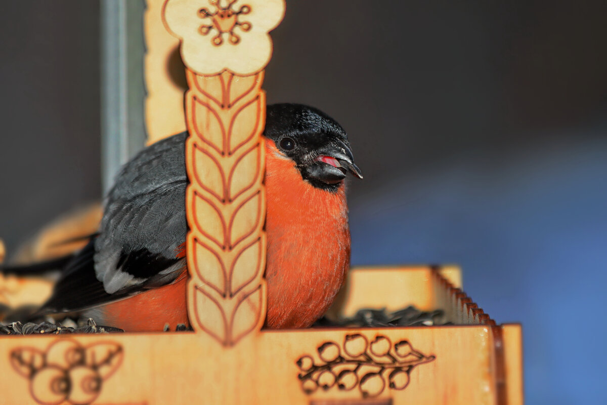 Наелся, теперь главное - взлететь. - Татьяна Бравая