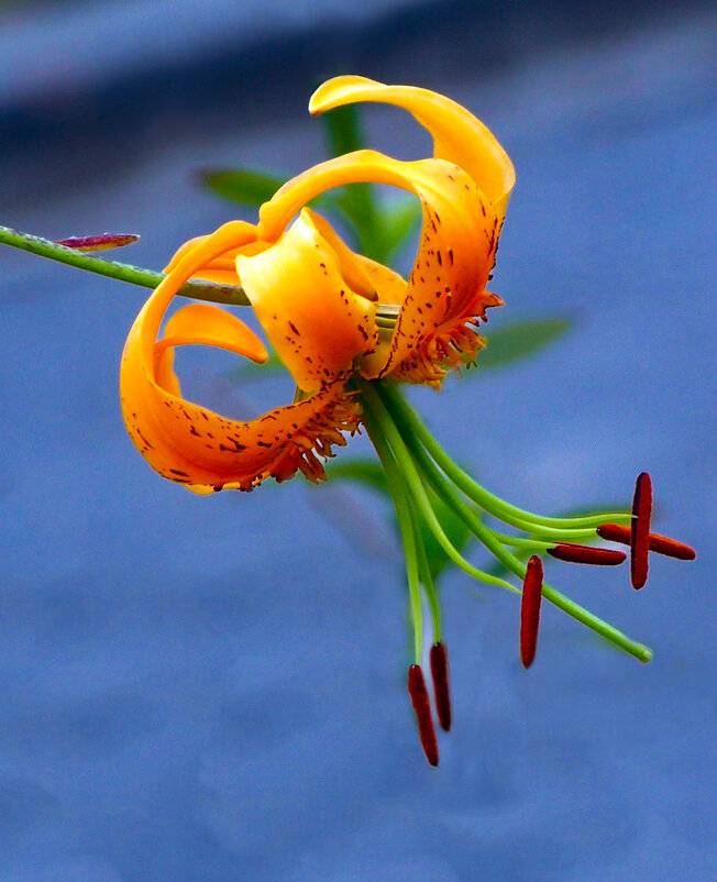 Да: этот цветок зовут Саранка в Сибири - Евгений 