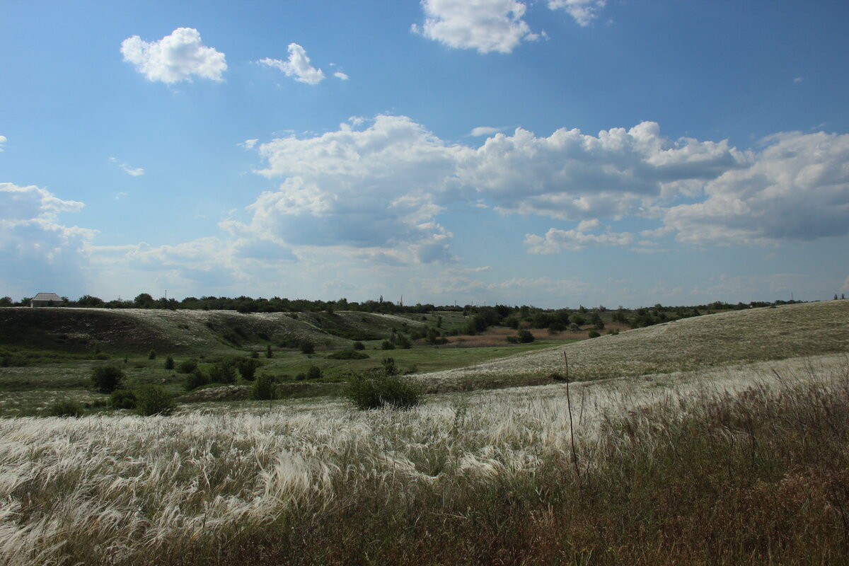 Ковыль. - Виктор 