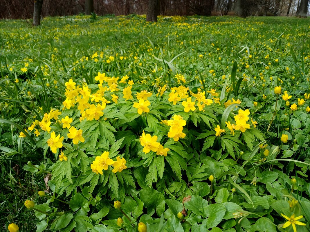 Первоцветы. - Лия ☼ Первоцветы. - Лия ☼