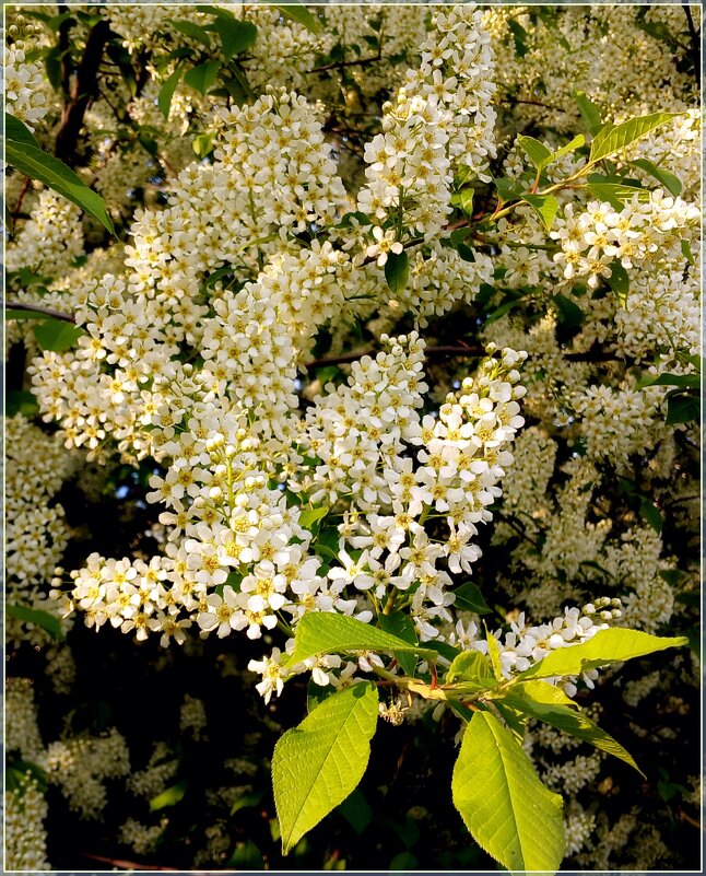 Была весна! - Лия ☼