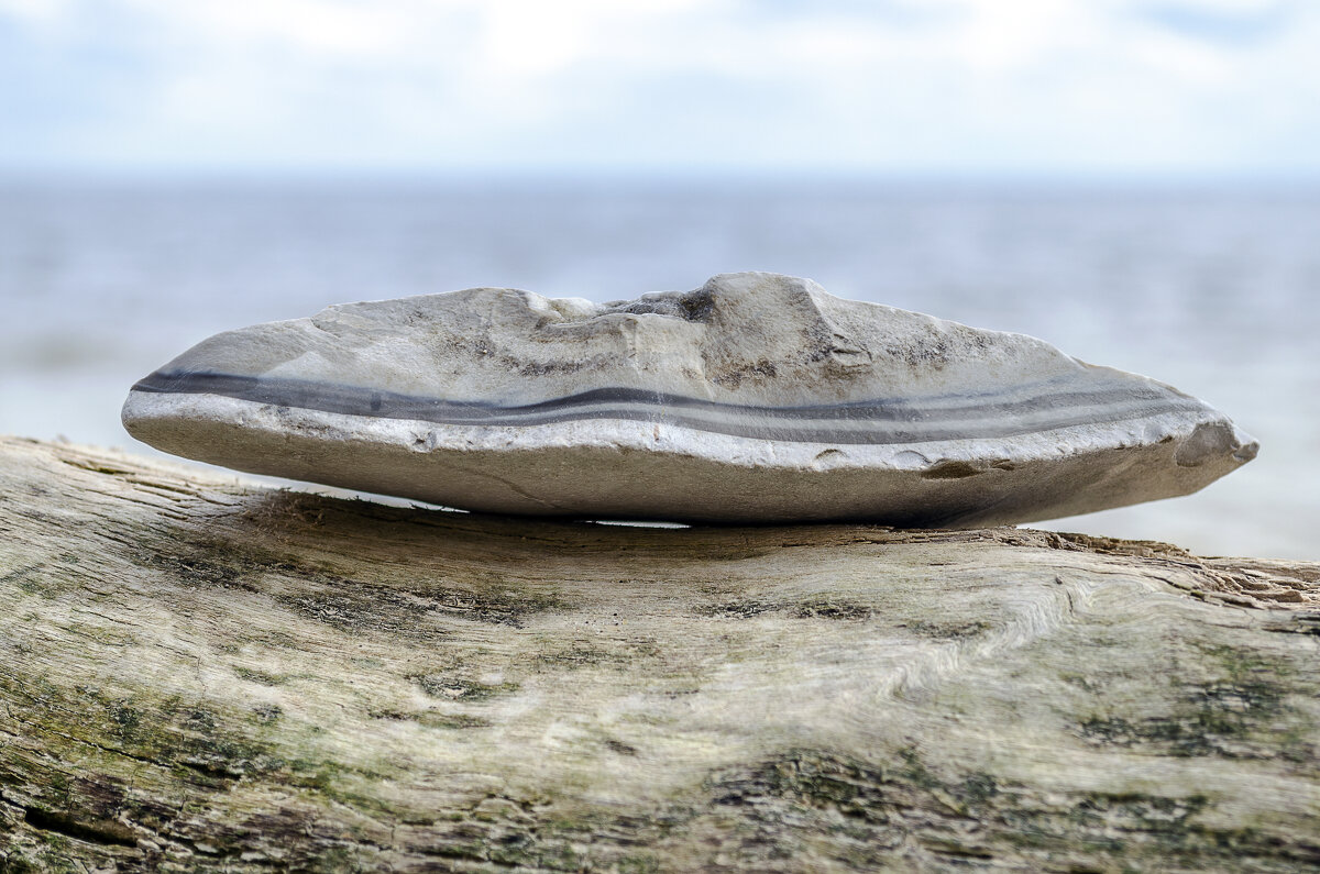 Сало - Андрей Щетинин