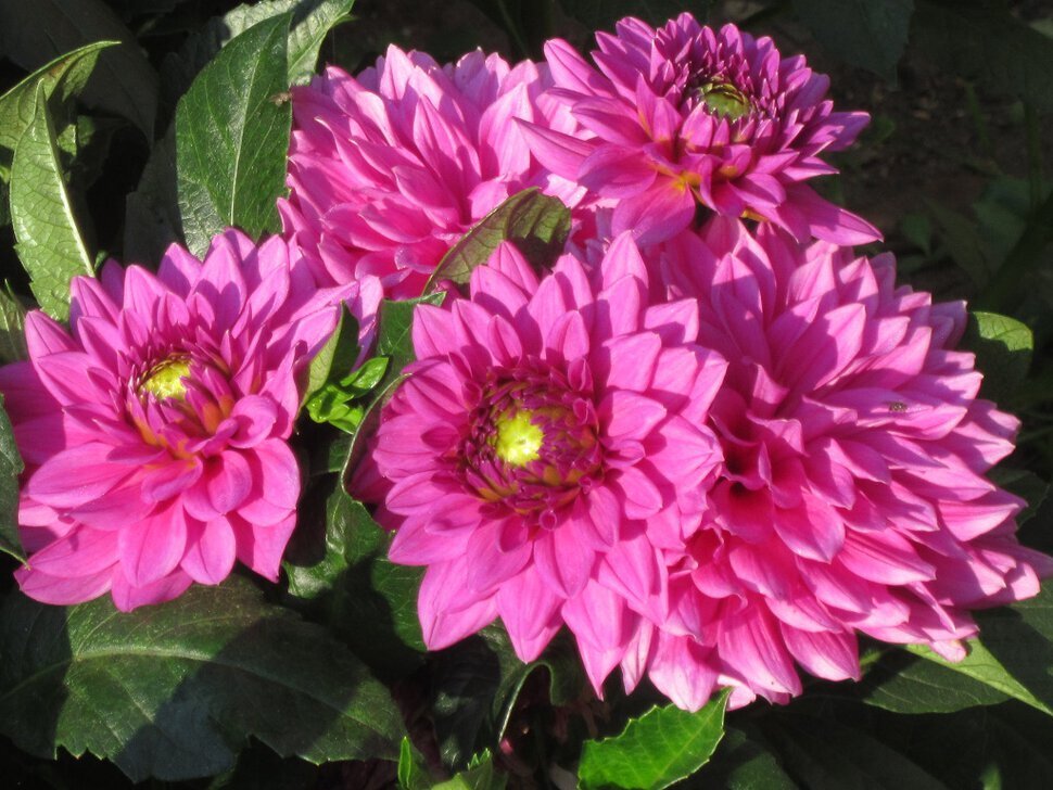 Георгины Малиновый Звон - Дмитрий Никитин