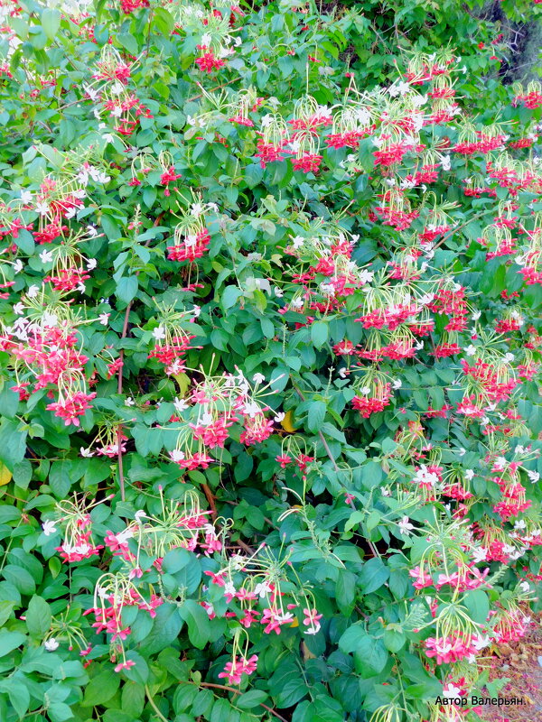 Квисквалис индийский. - Валерьян Квисквалис индийский. - Валерьян
