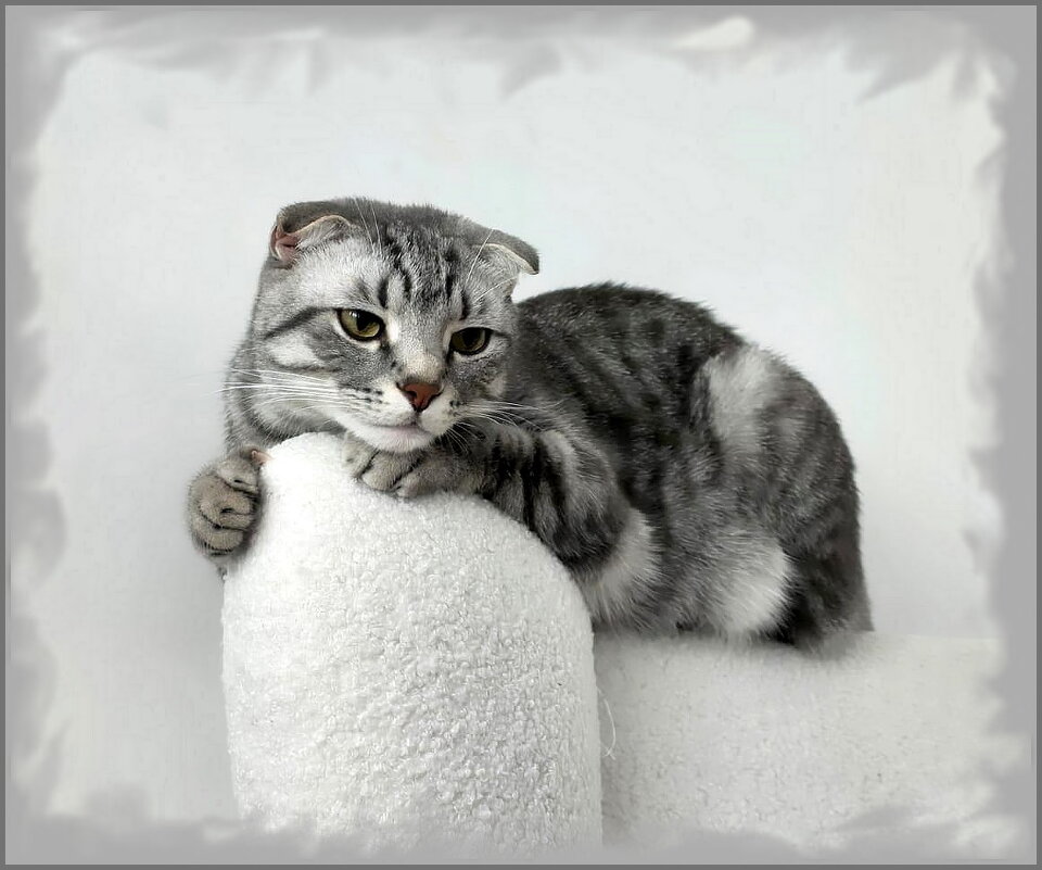 Задумчивый Боря. - Ольга Довженко Задумчивый Боря. - Ольга Довженко