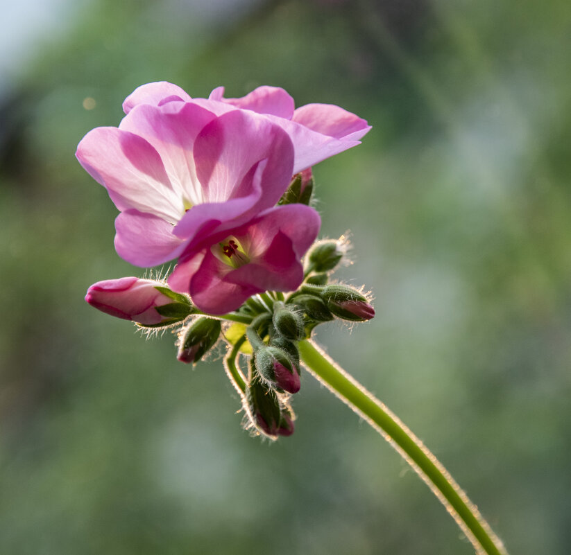 Расцвела герань в моём садочке - Надежда Парфенова Расцвела герань в моём садочке - Надежда Парфенова