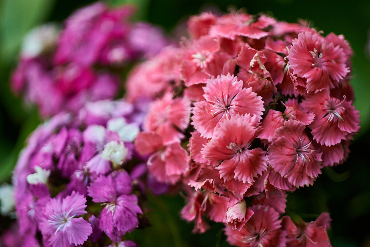 гвоздика садовая - Александр Леонов