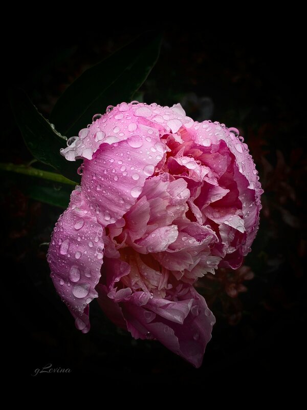 Слезы росы. - Галина Левина