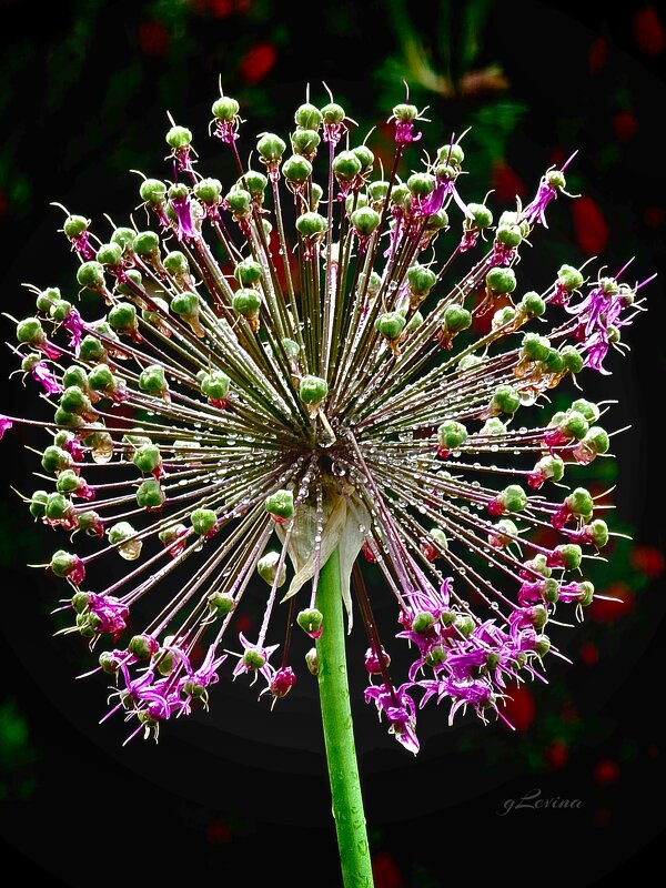 Роса в карусели. - Галина Левина