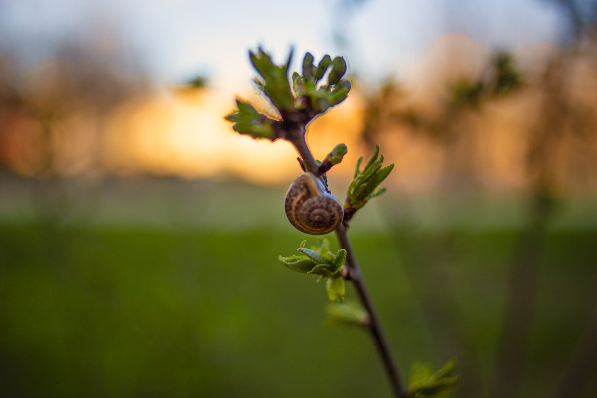 *** - Яна Горбунова