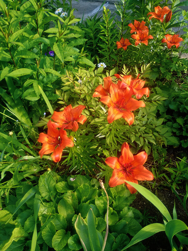 Лилия - Сергей Кочнев