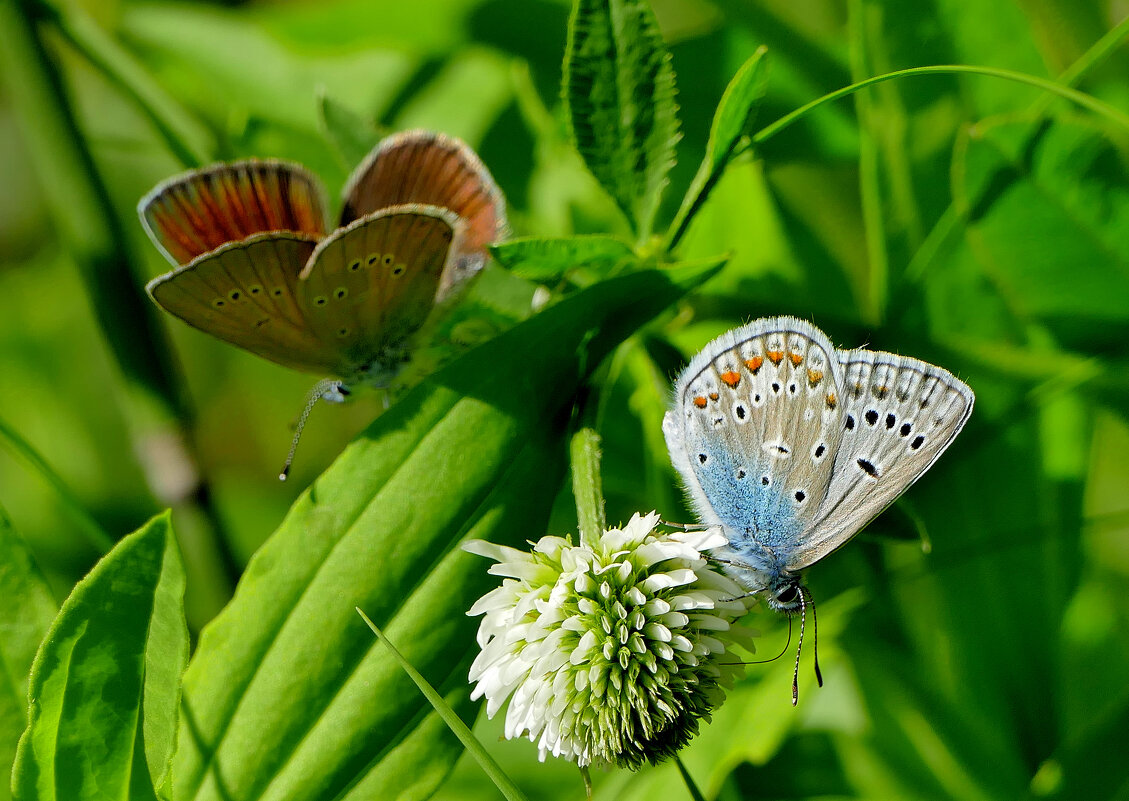 и снова бабочки 17 - Александр Прокудин