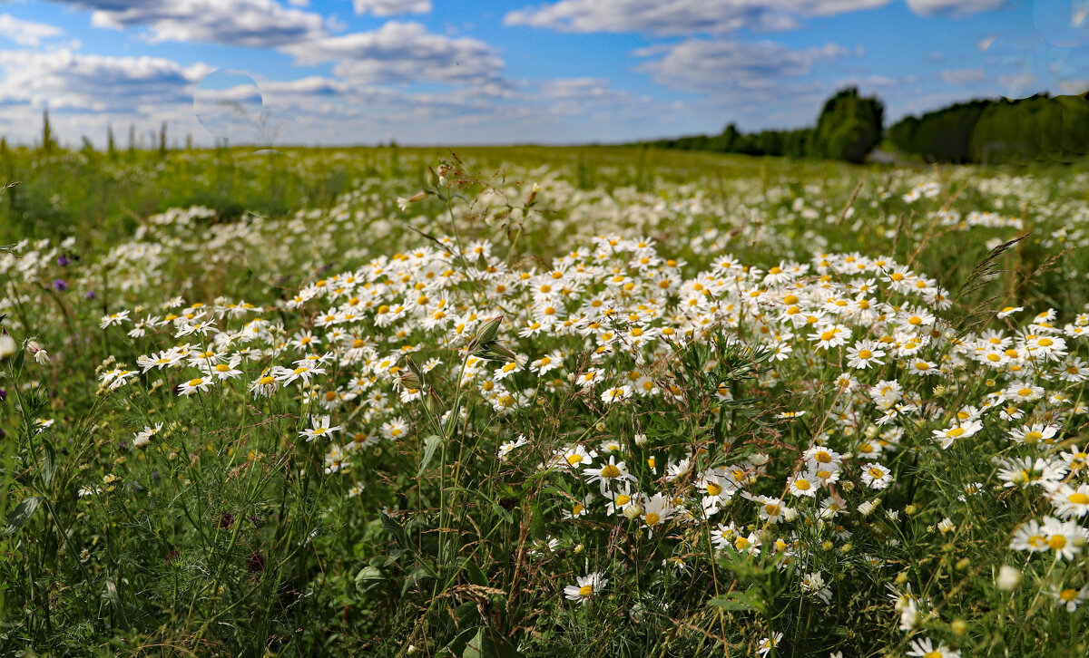 Ромашки - краснов юрий 