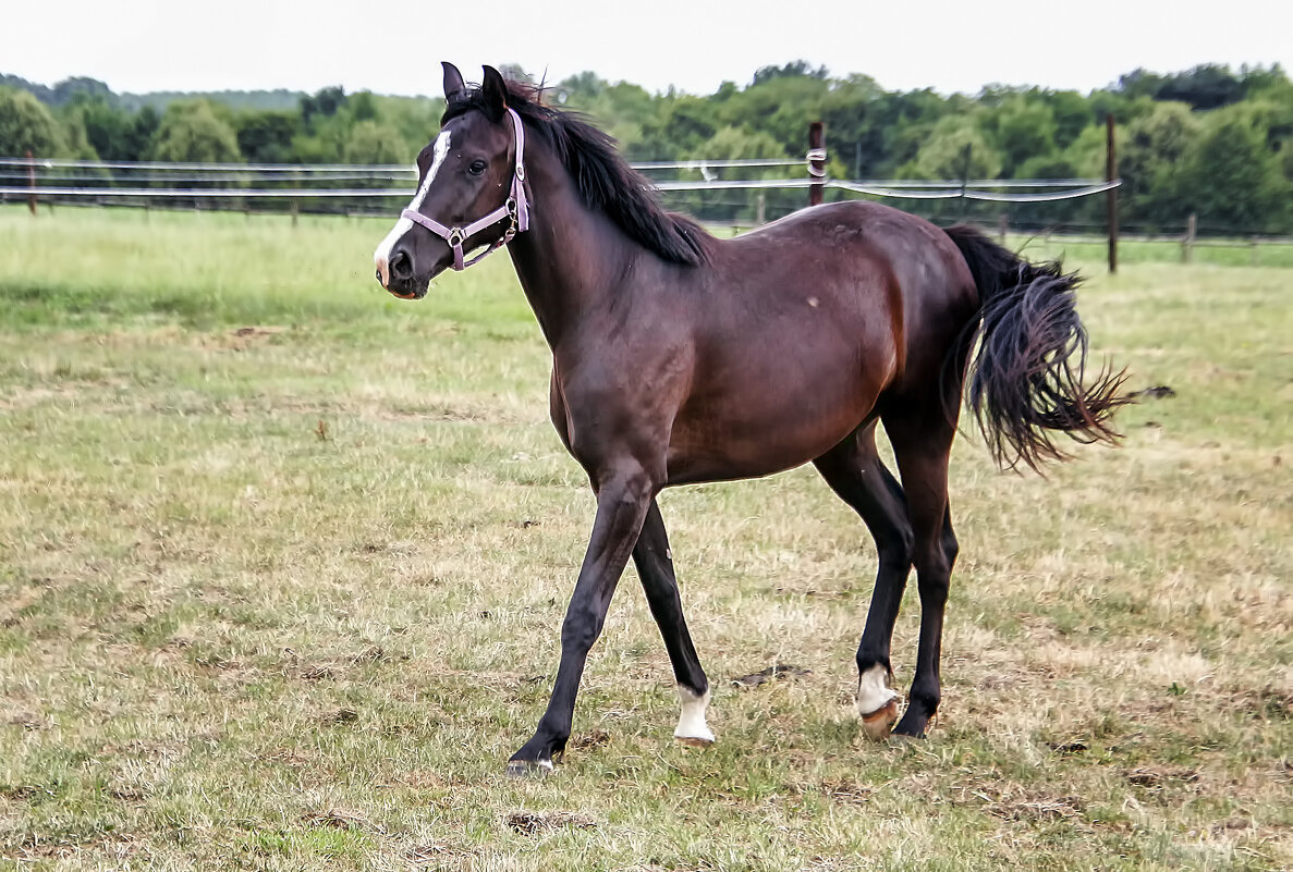 ***** - Андроник Александр ***** - Андроник Александр