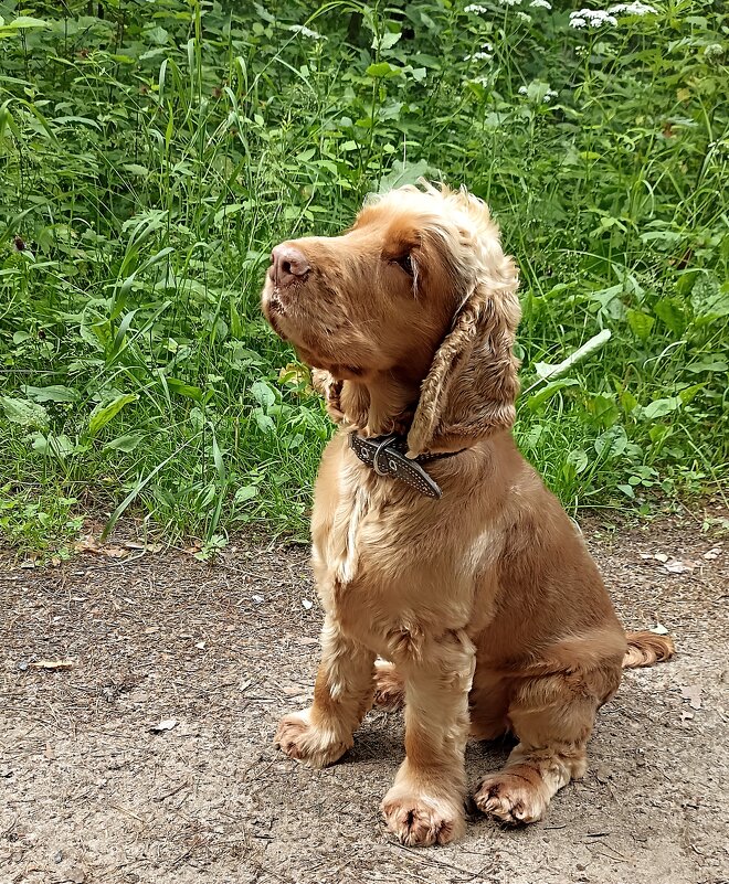 В ожидании вкусняшки - Татьяна Тюменка