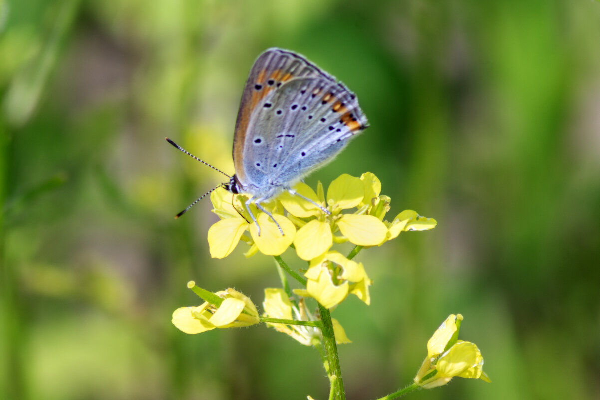 Неженка - sorovey Sol