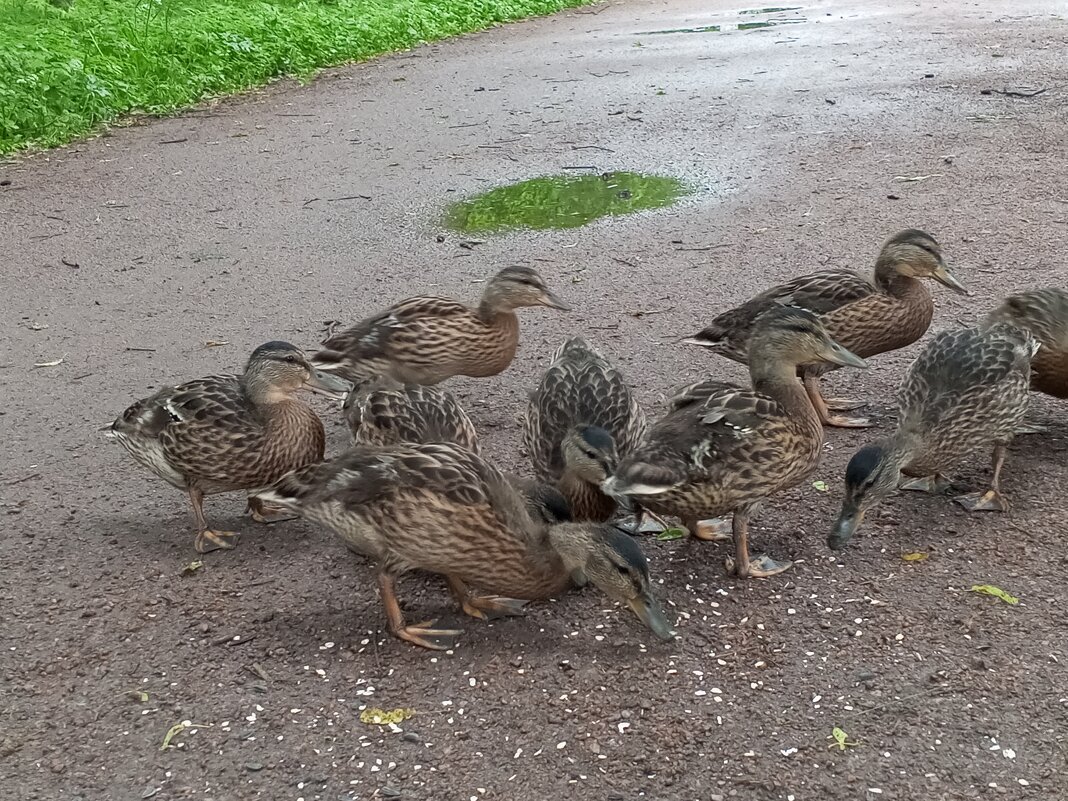 Утки - Сапсан 