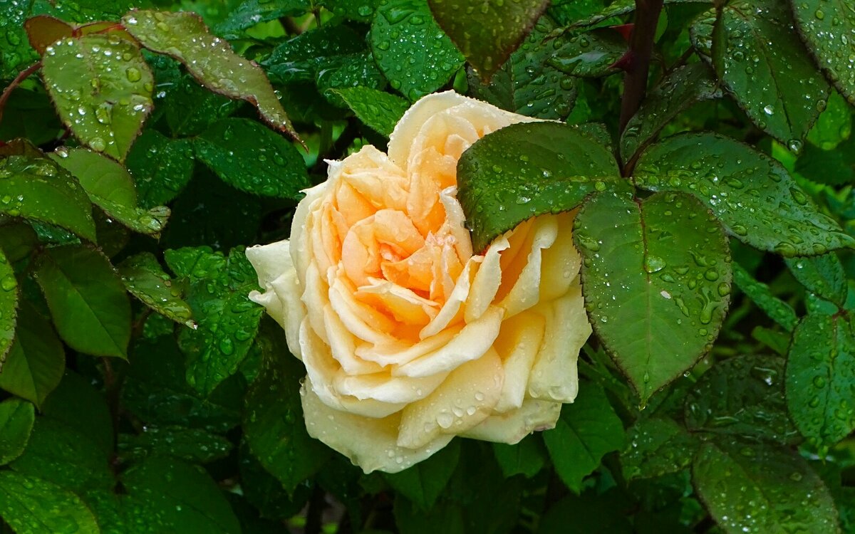 Городские цветы. - Милешкин Владимир Алексеевич Городские цветы. - Милешкин Владимир Алексеевич