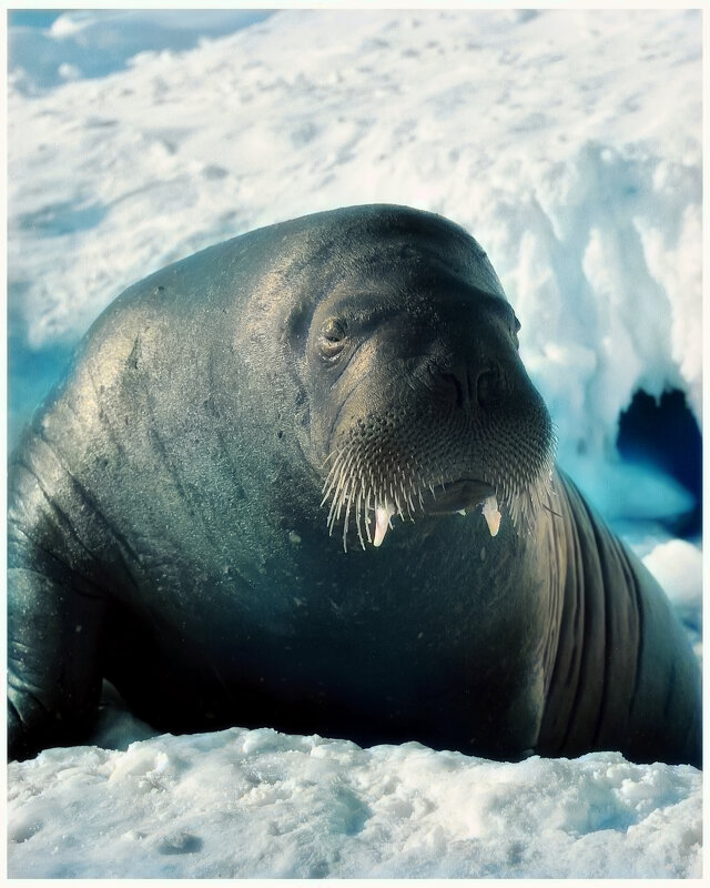 Ну и жара сегодня! - Игорь Викторов