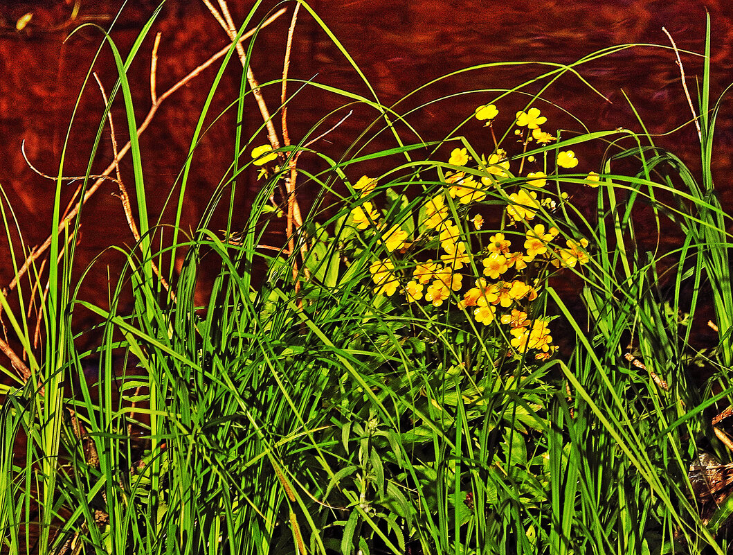 Июнь...Среди береговой осоки- золото водных цветов! - Владимир 