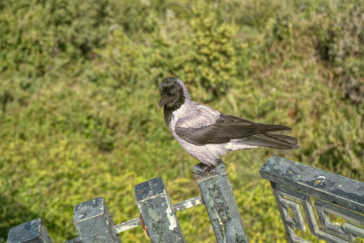 Серая ворона  2025г - ujgcvbif 