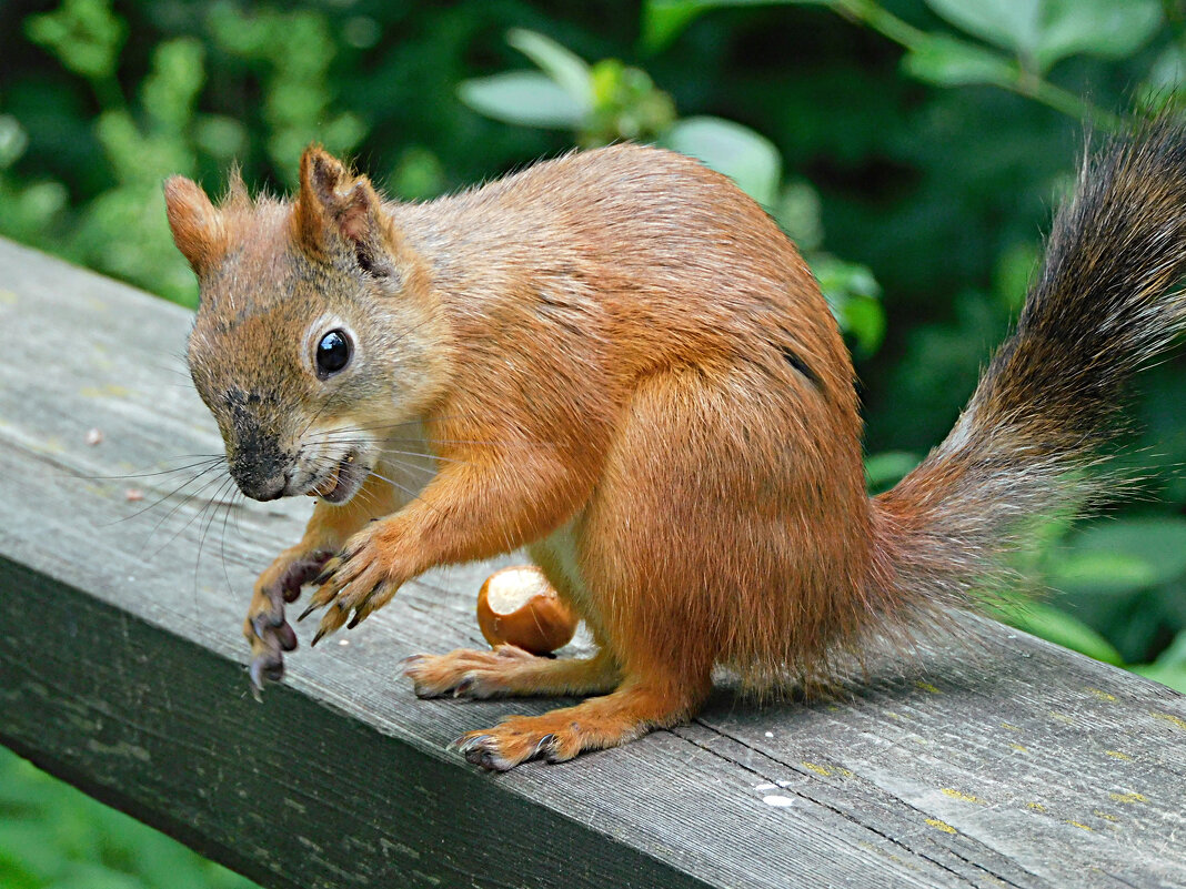 Белка - Лина 