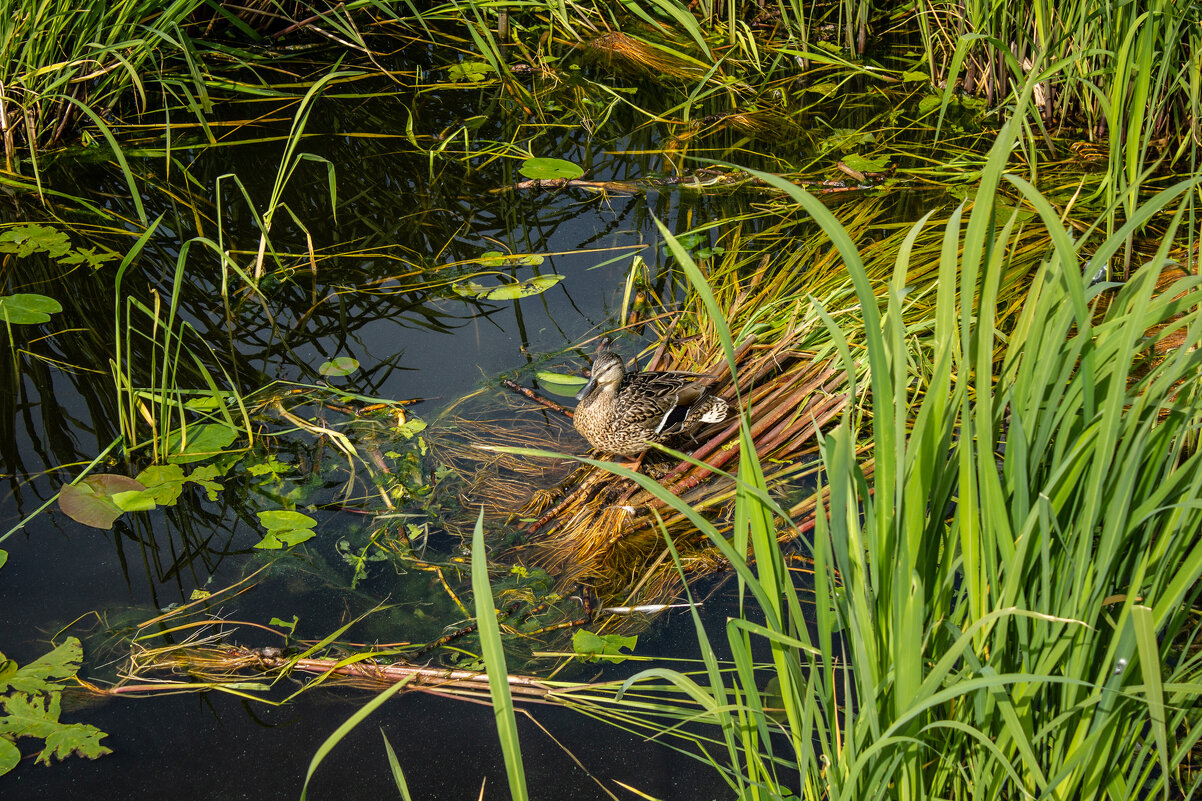 Серая шейка. - Михаил "Skipper"