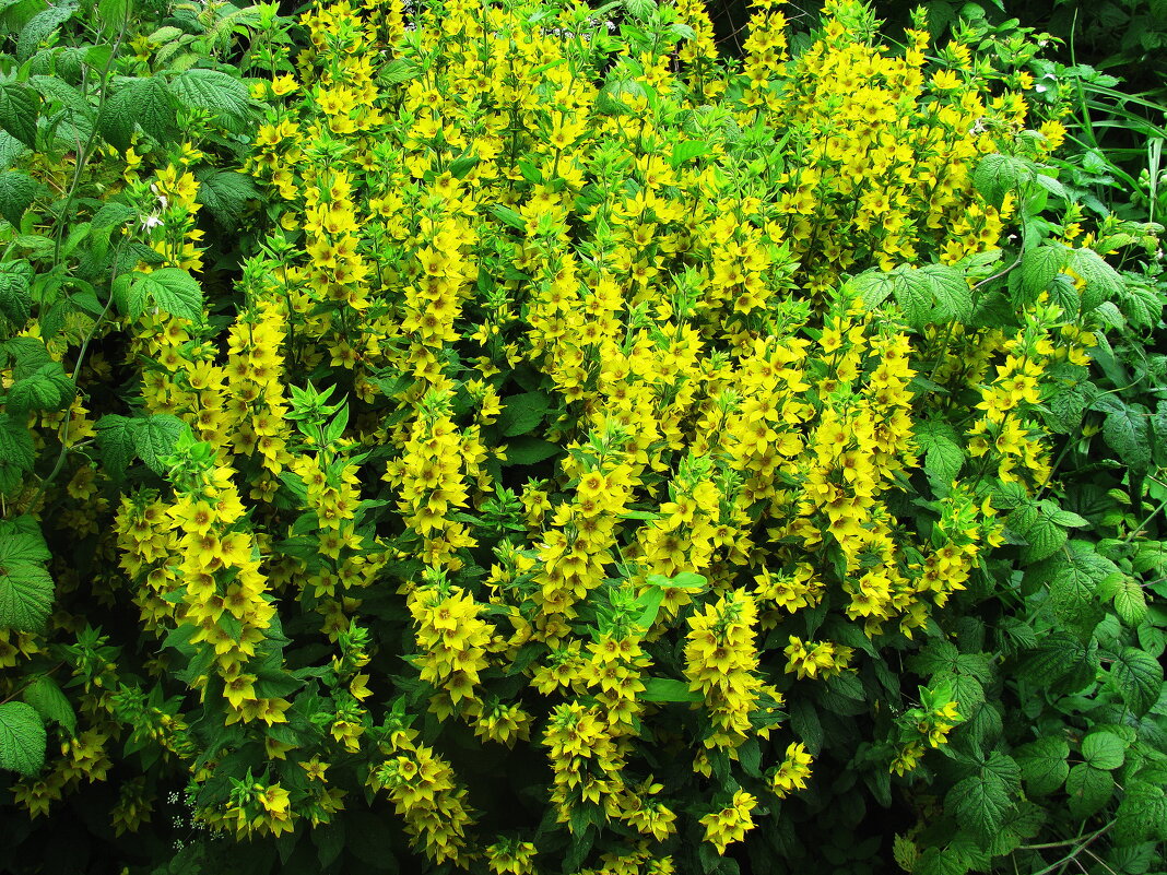 Вербейник цветёт - Людмила Смородинская Вербейник цветёт - Людмила Смородинская