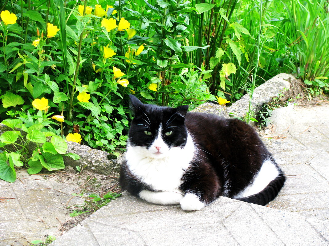 Ждёт ужин - Людмила Смородинская