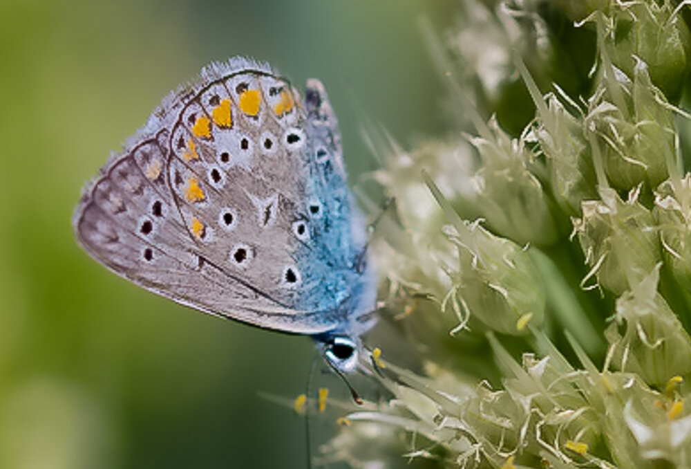 Голубянка аргус - Светлана SvetNika17