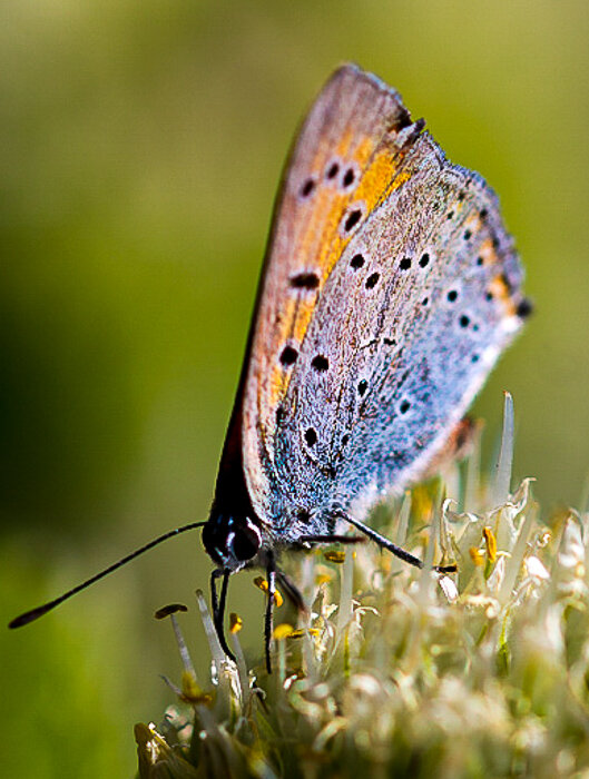 Червонец огненный - Светлана SvetNika17