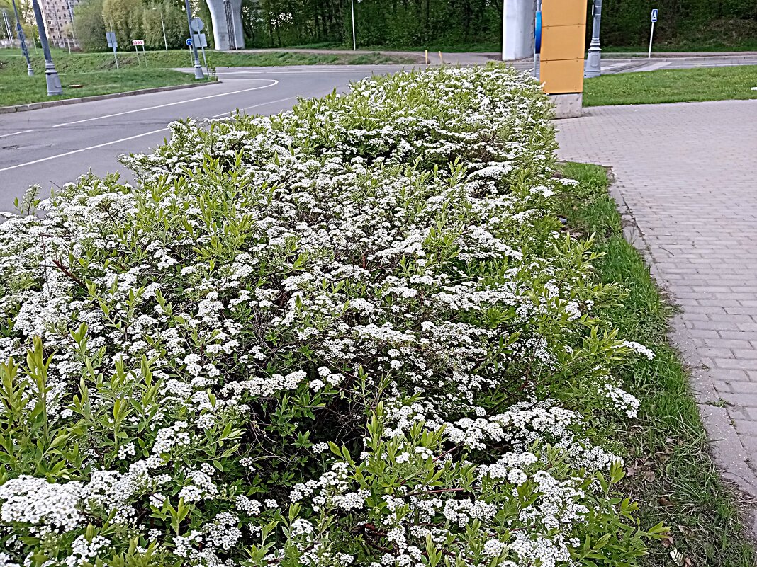 Цвет весны. - Владимир Драгунский