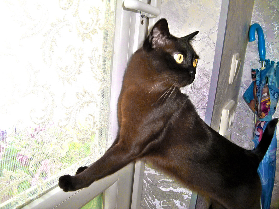 Чего вы боитесь,дождя не будет - Валентин Семчишин