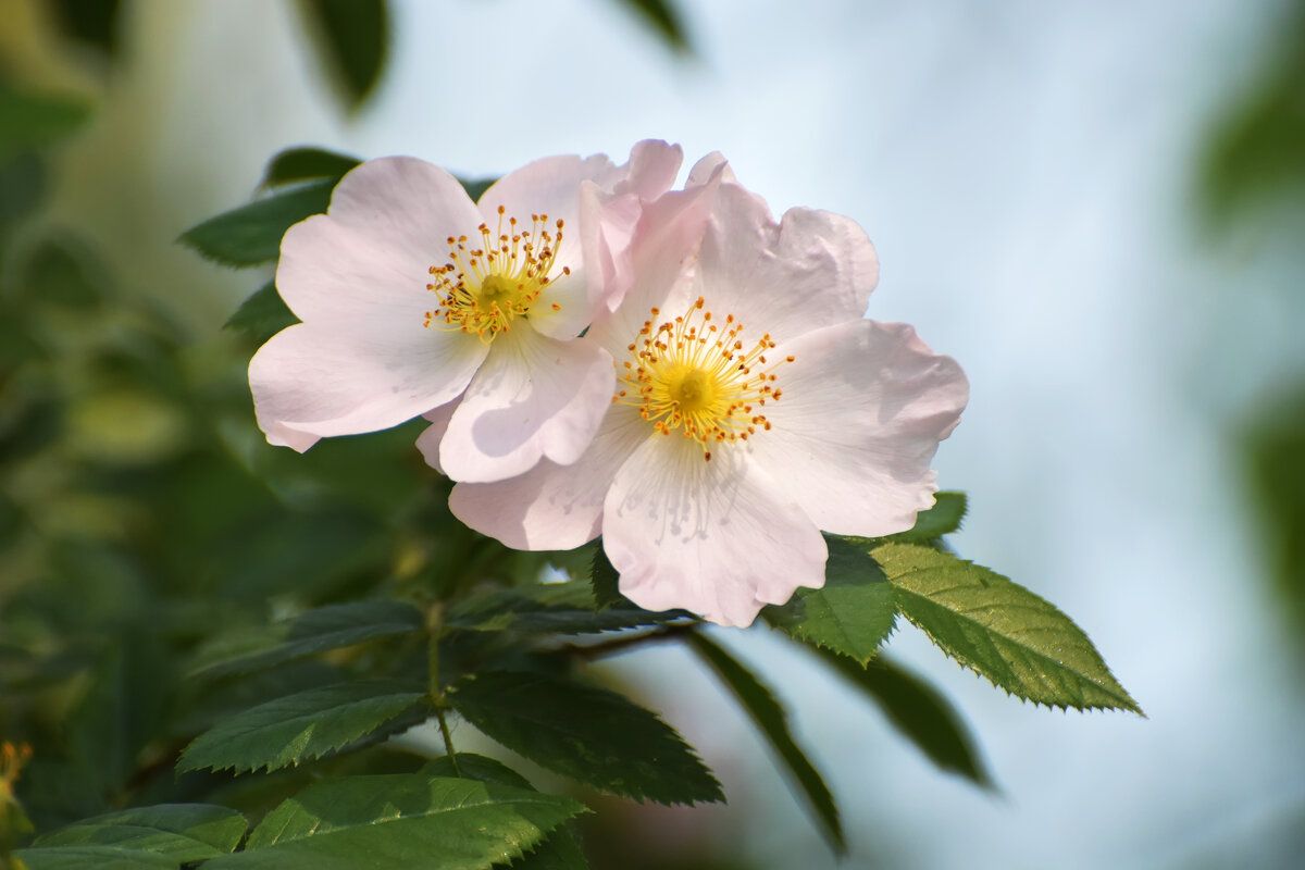Москва. Нескучный сад. - Наташа ***** Москва. Нескучный сад. - Наташа *****