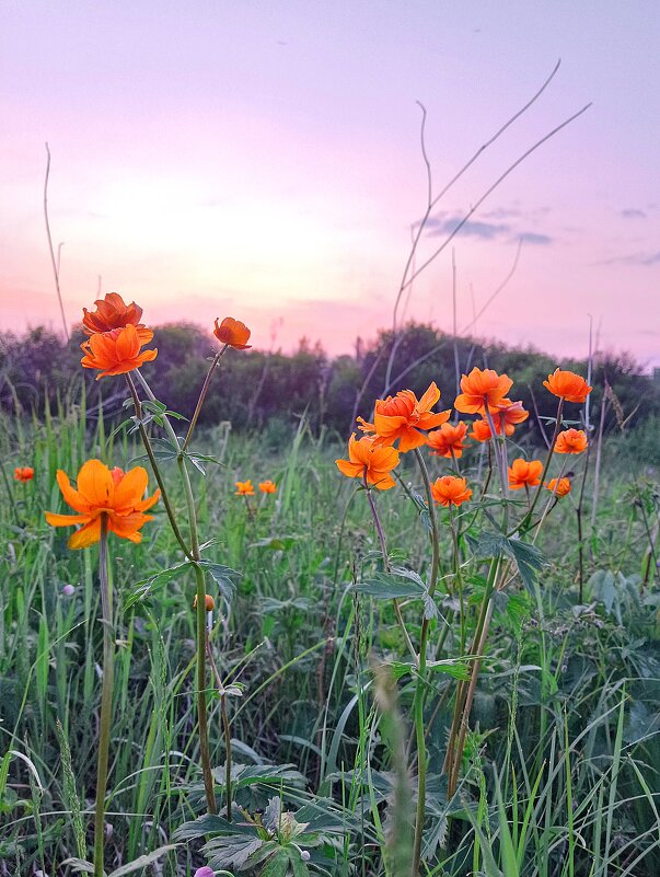 Жарки - Ирина *