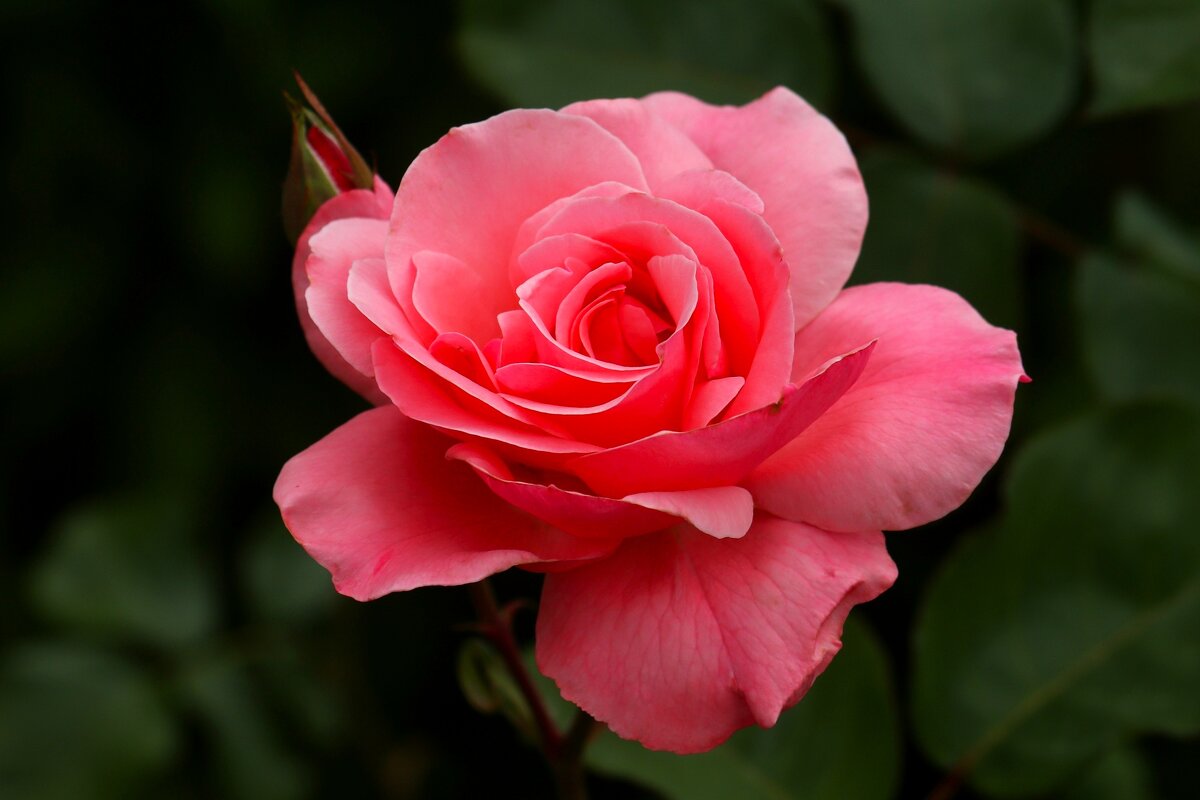 Доброе утро - Юрий. Шмаков