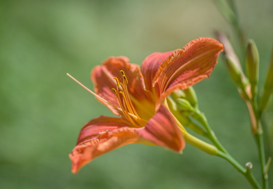 Лилейник. - Sergey (Apg)