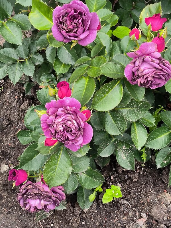 Такие разные, но все прекрасные! - Ольга 